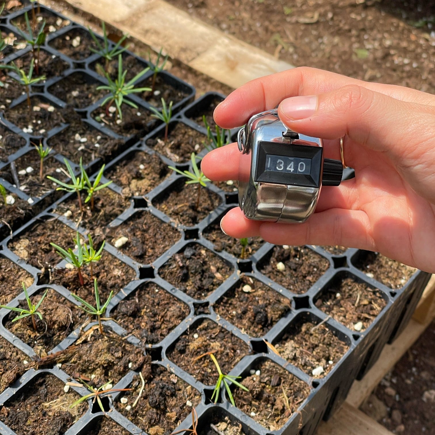 Growing trays make monitoring easier