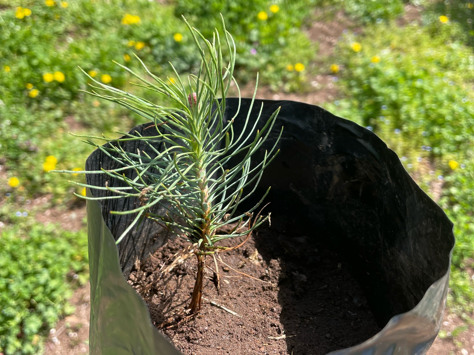 Nursery: One of 1700 Pinus nigra saplings grown in our nursery